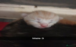 Domestic Shorthair cats for sale: Ghost tabby/ siamese - Image 8