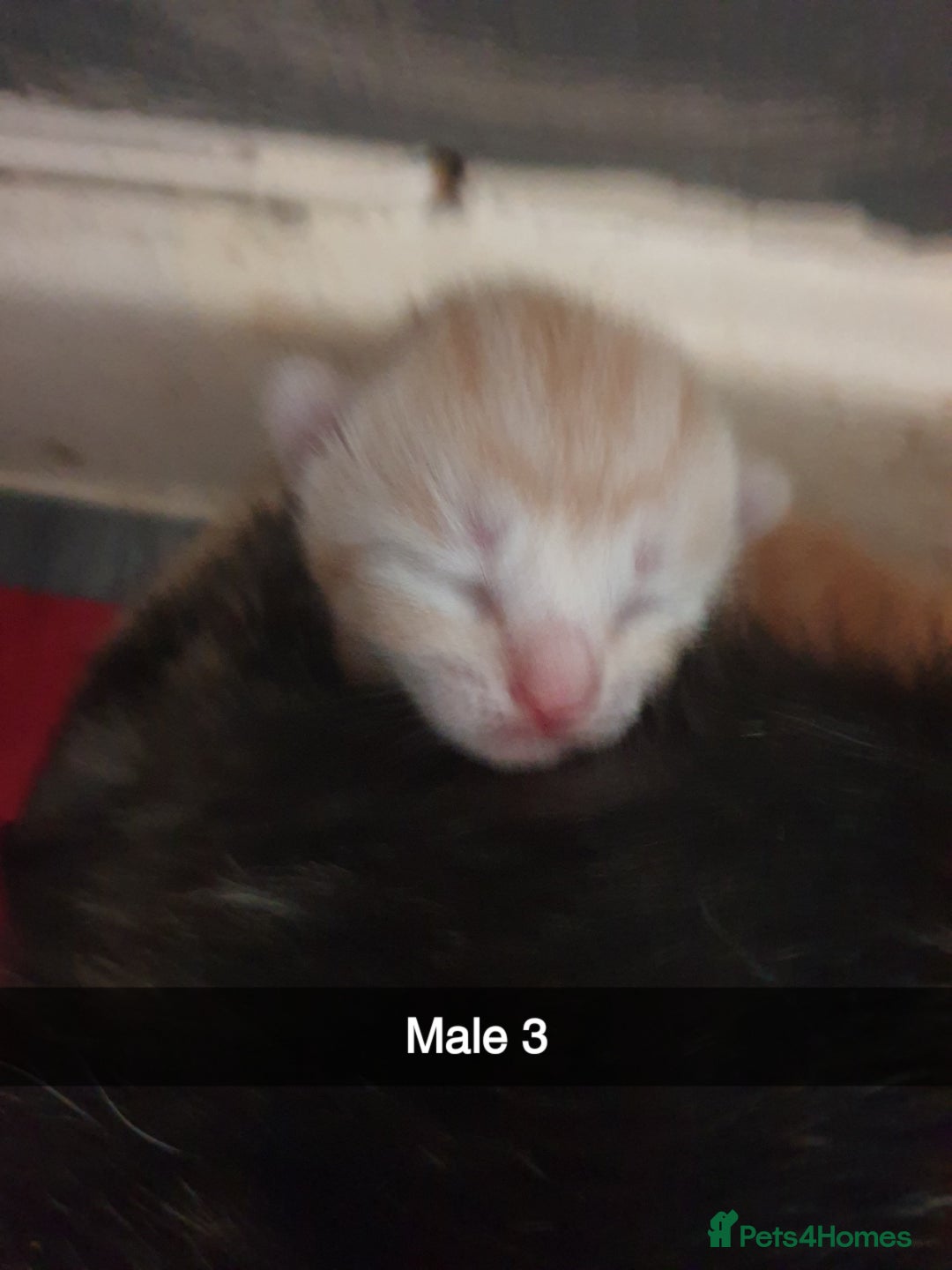 Domestic Shorthair cats for sale: Ghost tabby/ siamese - Image 8