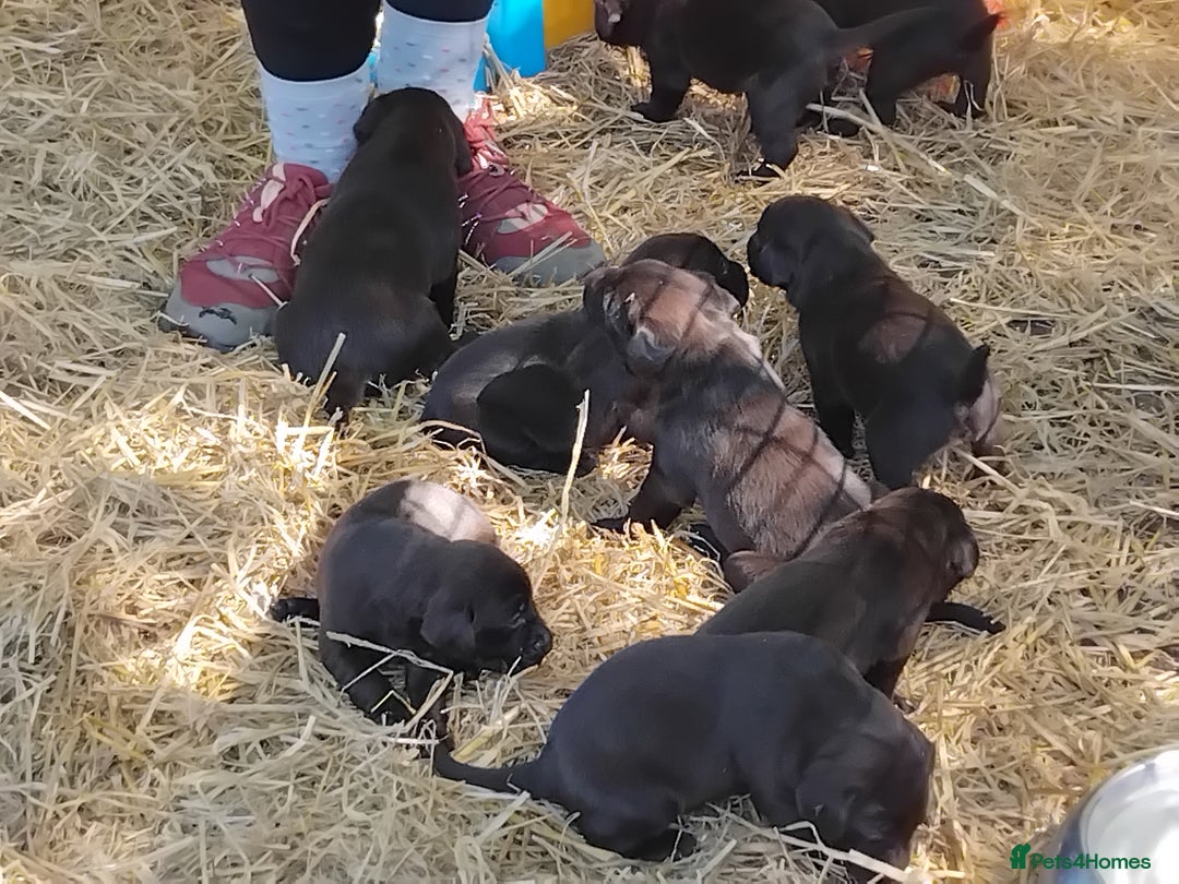 Labrador Retriever dogs for sale: Chocolate Labrador puppies, KC reg, health tested, - Image 19