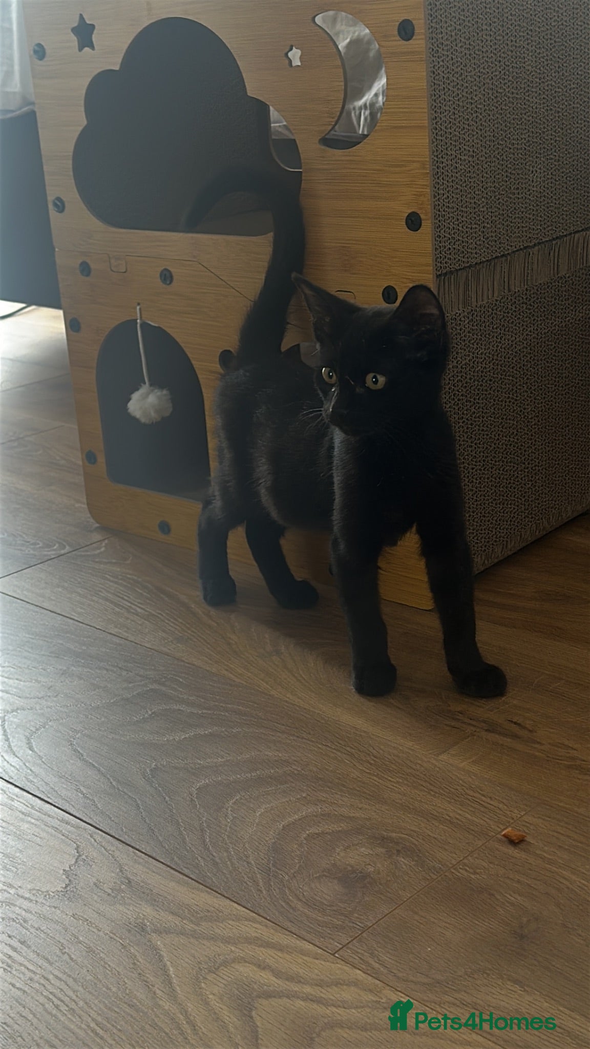 British Shorthair cats Little Nyx - Advert 3