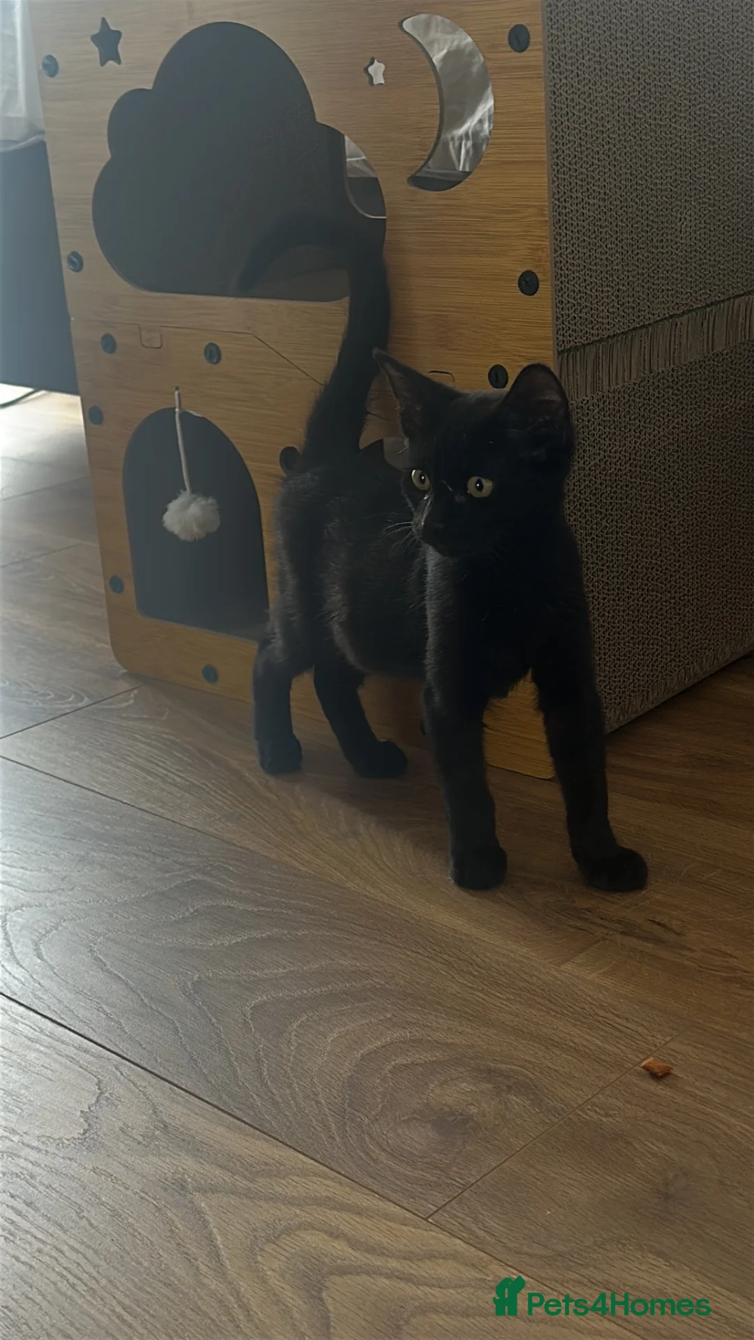 British Shorthair cats for sale: Little Nyx in Dagenham - Advert 1