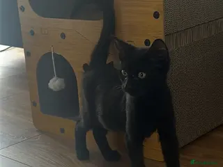 British Shorthair cats Little Nyx - Advert 1