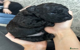 Mixed Breed dogs for sale: Shichonpoo (Teddy bear) puppies  - Image 5