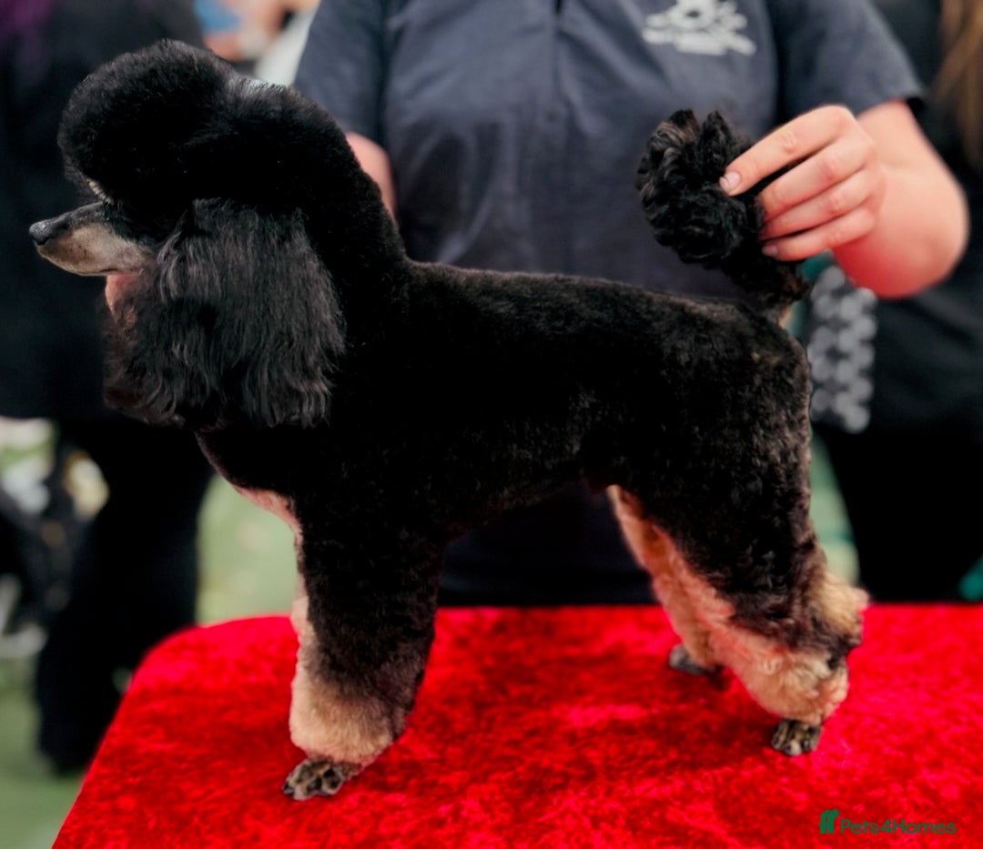 Maltipoo dogs for sale: Lola and Kenny's pups  - Advert 3