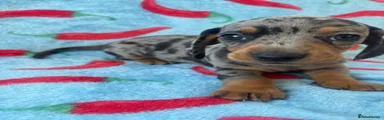 Dachshund 2