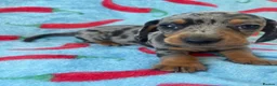 Dachshund dogs for sale: dash hound pups - Advert 7
