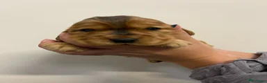 Gold sable female