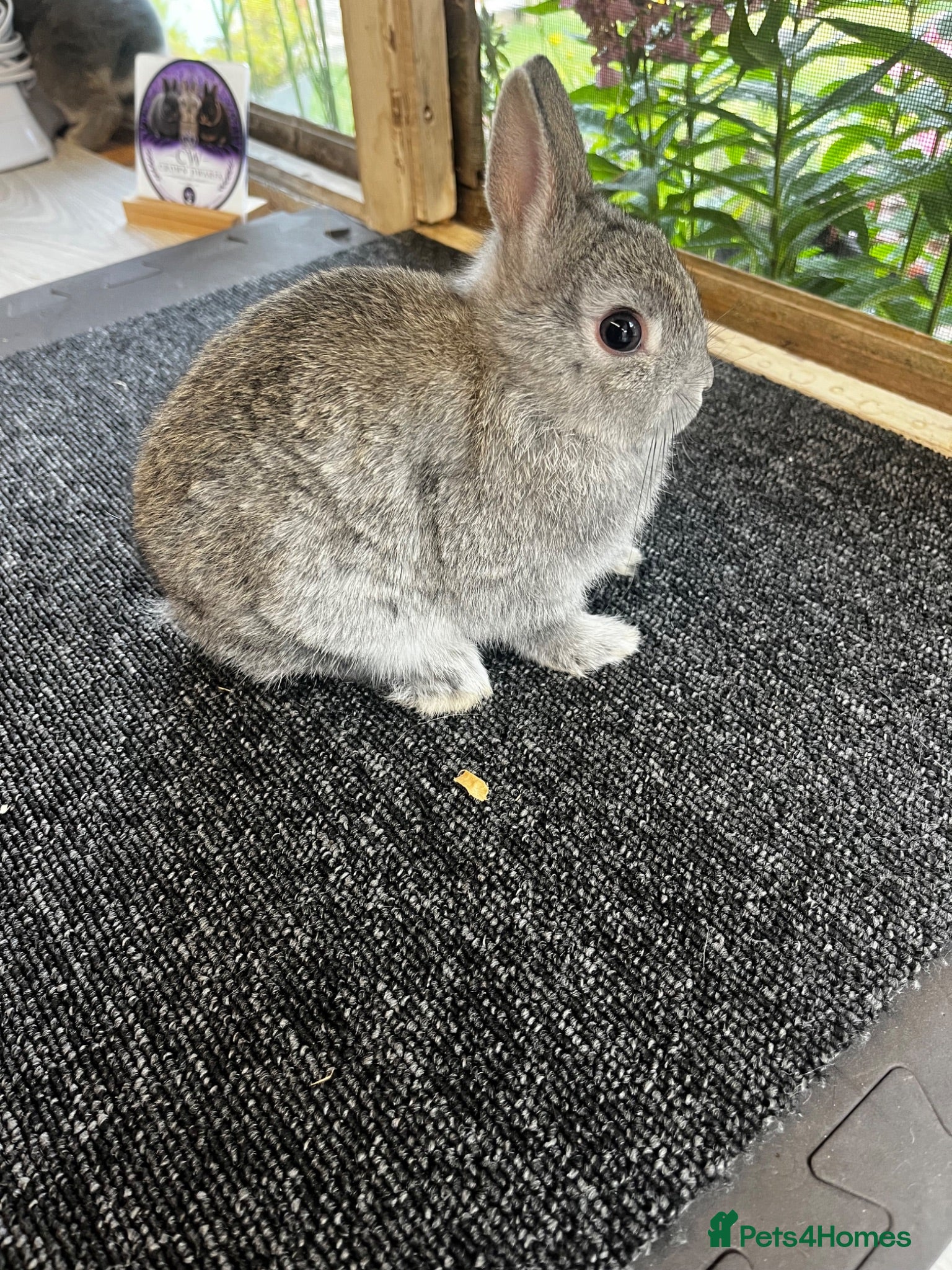 Netherland Dwarf rabbits Chinchilla netherland dwarf  - Advert 8