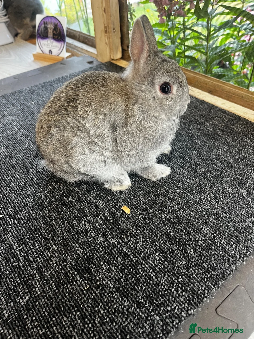 Netherland Dwarf rabbits for sale: Netherland dwarf - also have others available  - Advert 1