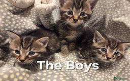 Mixed Breed cats for sale: 5 Adorable Kittens Ready for New Homes! - Image 2