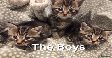 Mixed Breed cats - Advert 2