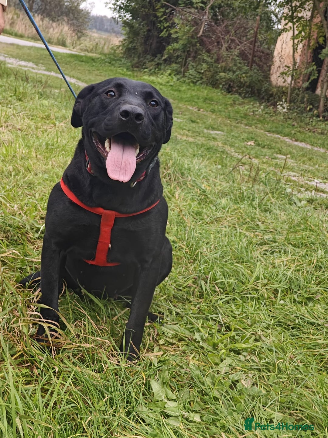 Mixed Breed dogs for adoption: ❤️NICOL❤️- Kind and Joyful 2-3 yo Labrador girl - Advert 20