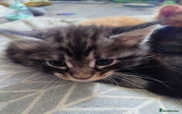 Maine Coon cats for sale: Maine coon kittens - Image 10