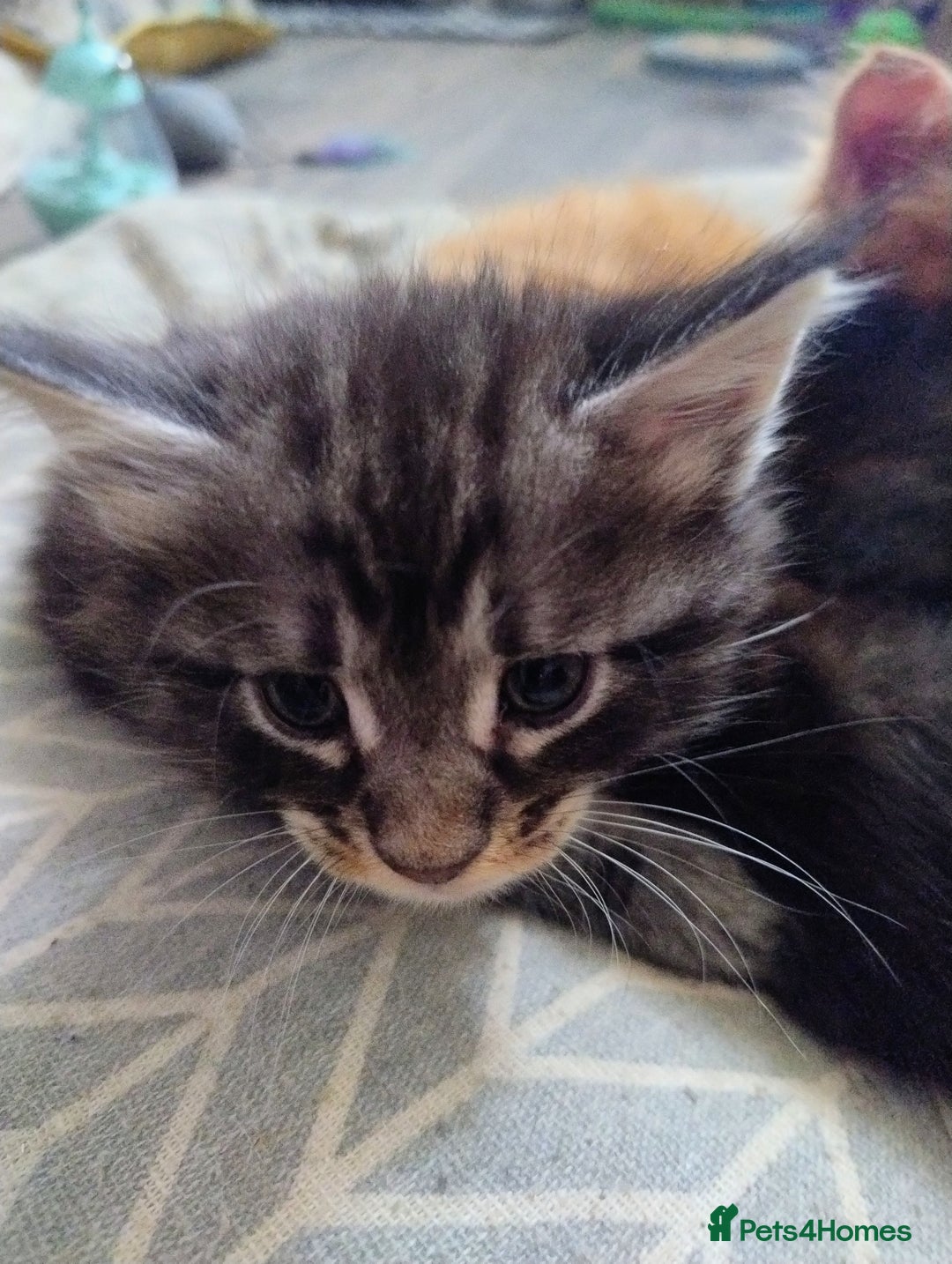 Maine Coon cats for sale: Maine coon kittens - Image 10