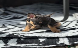 French Bulldog dogs for sale: Beautiful frenchie pups in Leeds - Image 15