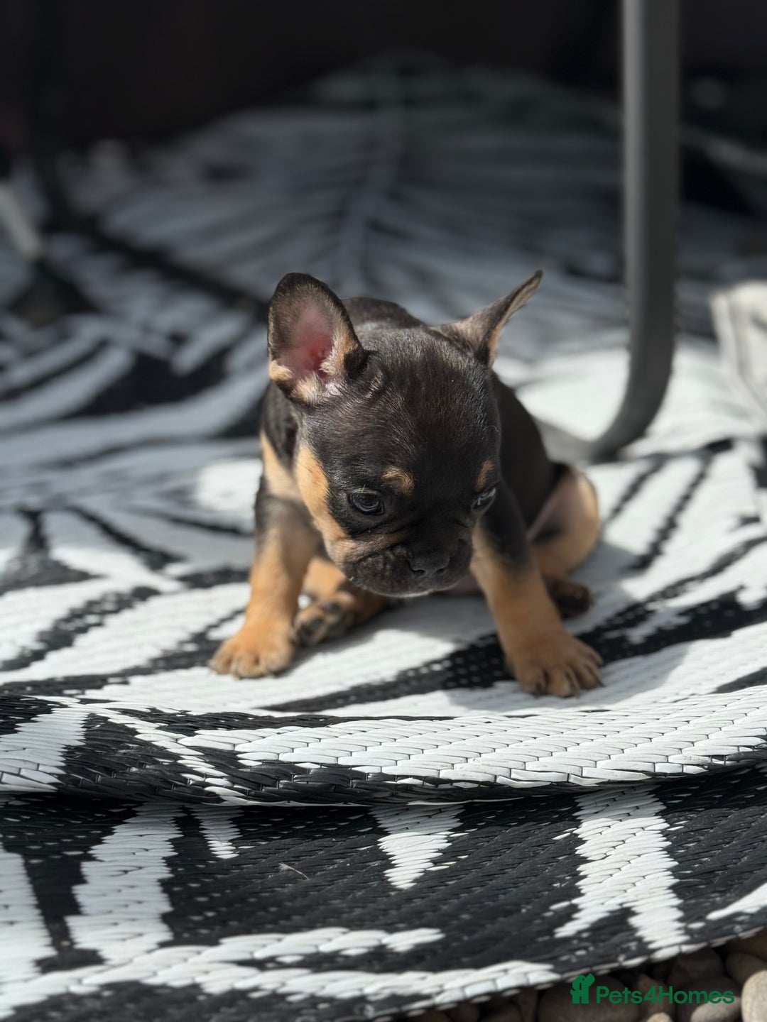French Bulldog dogs for sale: Beautiful frenchie pups in Leeds - Image 15