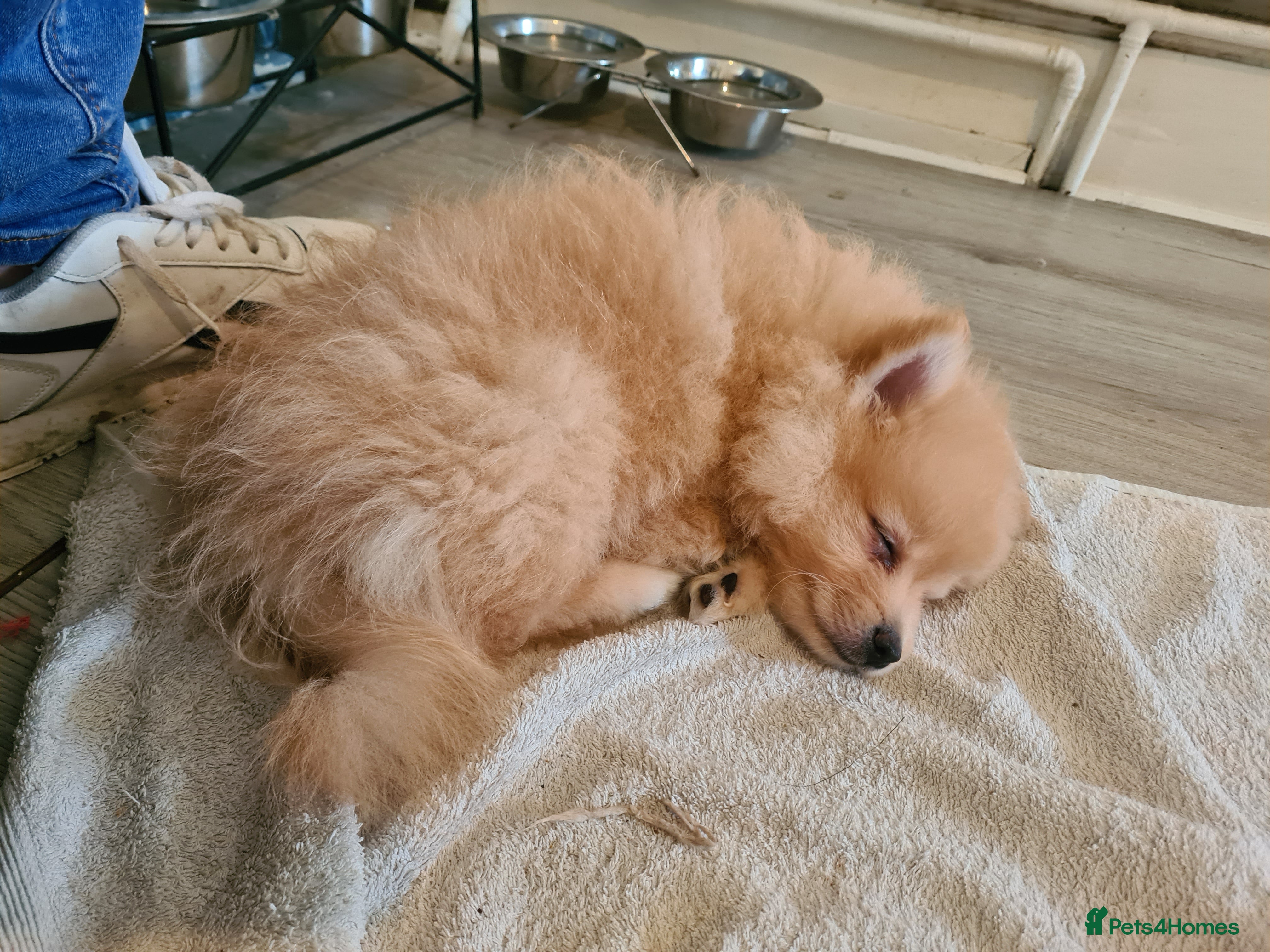 Pomeranian dogs for sale: 3 female pomeranian puppies  - Advert 9