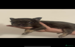 French Bulldog dogs for sale: Fluffy French bulldog puppies - Image 11