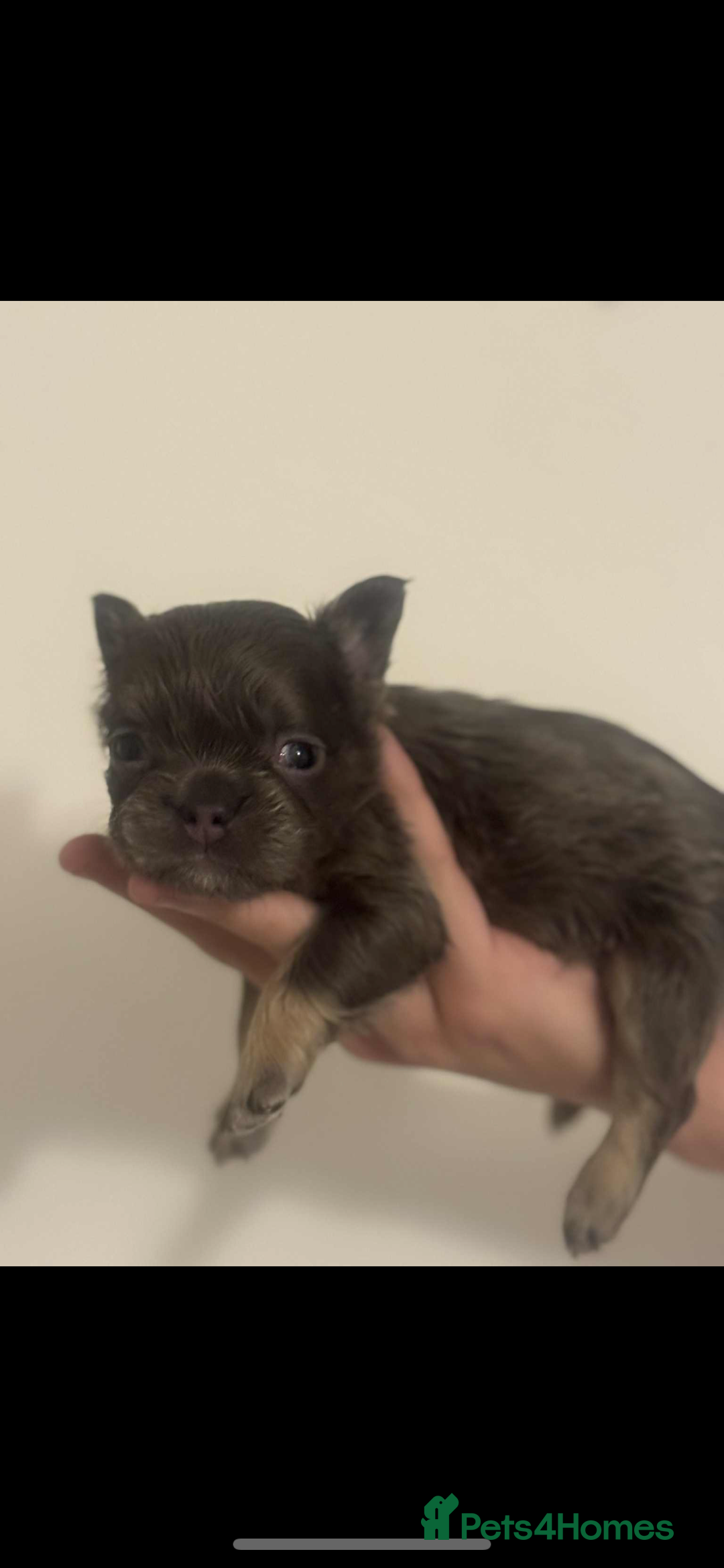 French Bulldog dogs for sale: Fluffy French bulldog puppies - Image 11