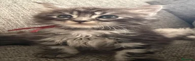 Maine Coon Kitten 3