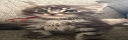 Maine Coon cats for sale: TICA active reg mainecoon kittens - Advert 31