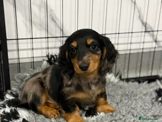 Miniature Dachshund dogs miniature longhaired dachshund's - Advert 9