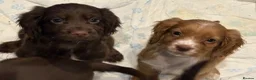 Cocker Spaniel dogs for sale: Working cocker spaniels  - Advert 19