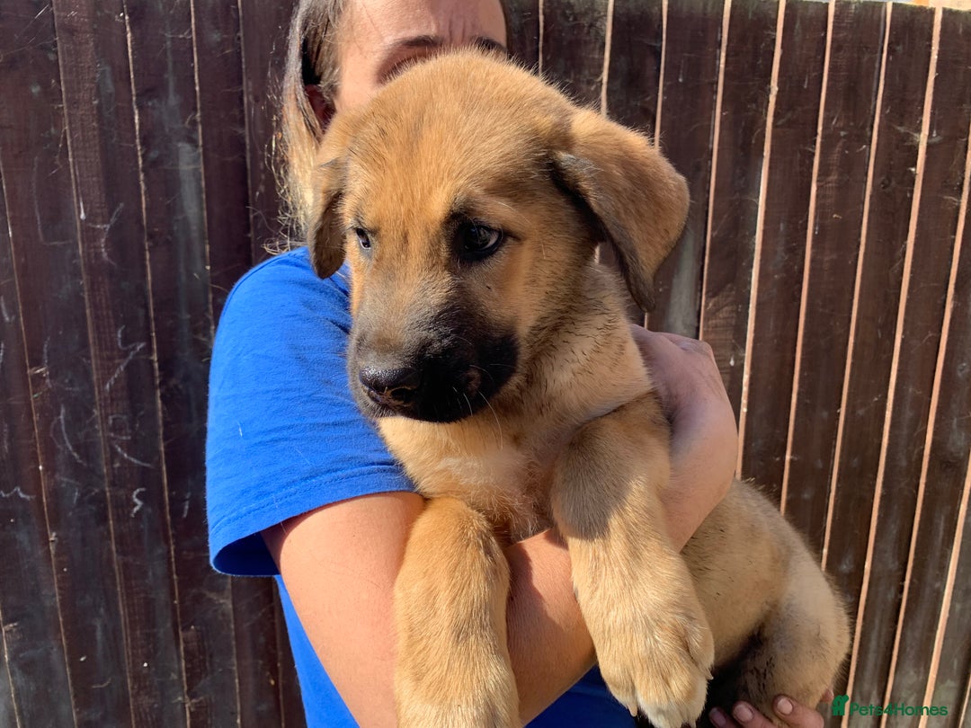 Mixed Breed dogs for sale: Cane corso X Alaskan malamute surprise litter  - Image 27