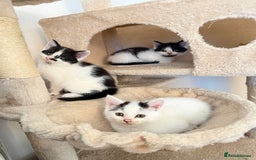 Mixed Breed cats for sale: FREE KITTENS AND CAT!! In need of rehoming FREE - Image 4