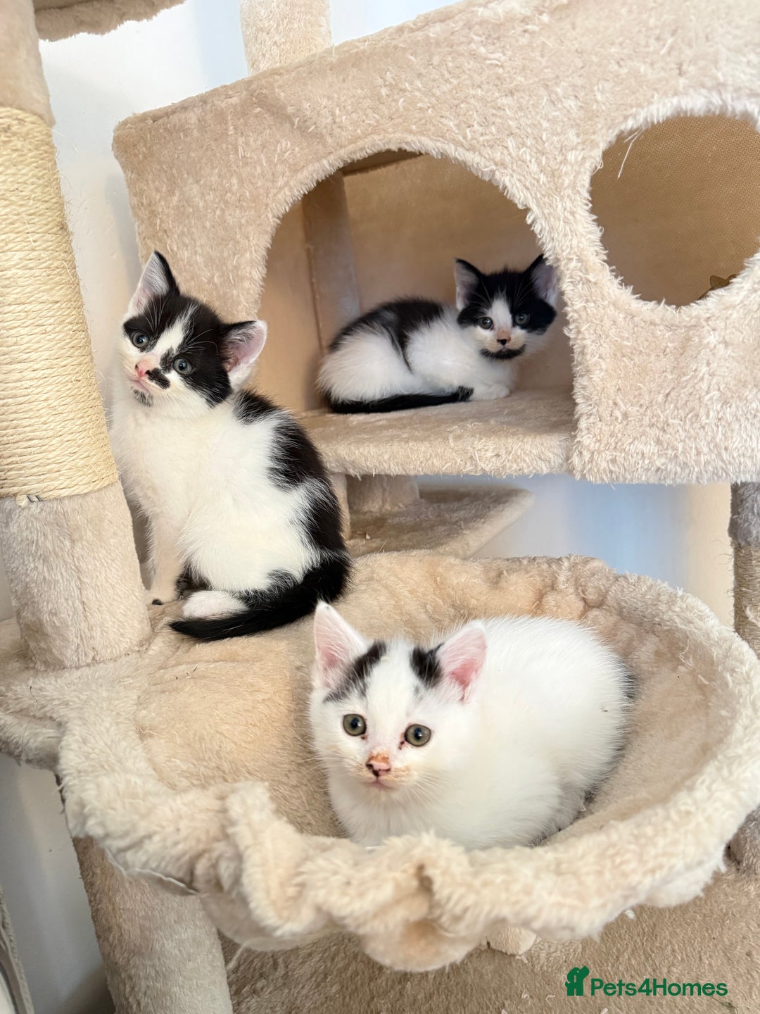 Mixed Breed cats for sale: FREE KITTENS AND CAT!! In need of rehoming FREE - Image 4