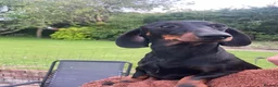 Dachshund dogs for sale: Three 3 year old + five 2 year old dachshund dogs. - Advert 3