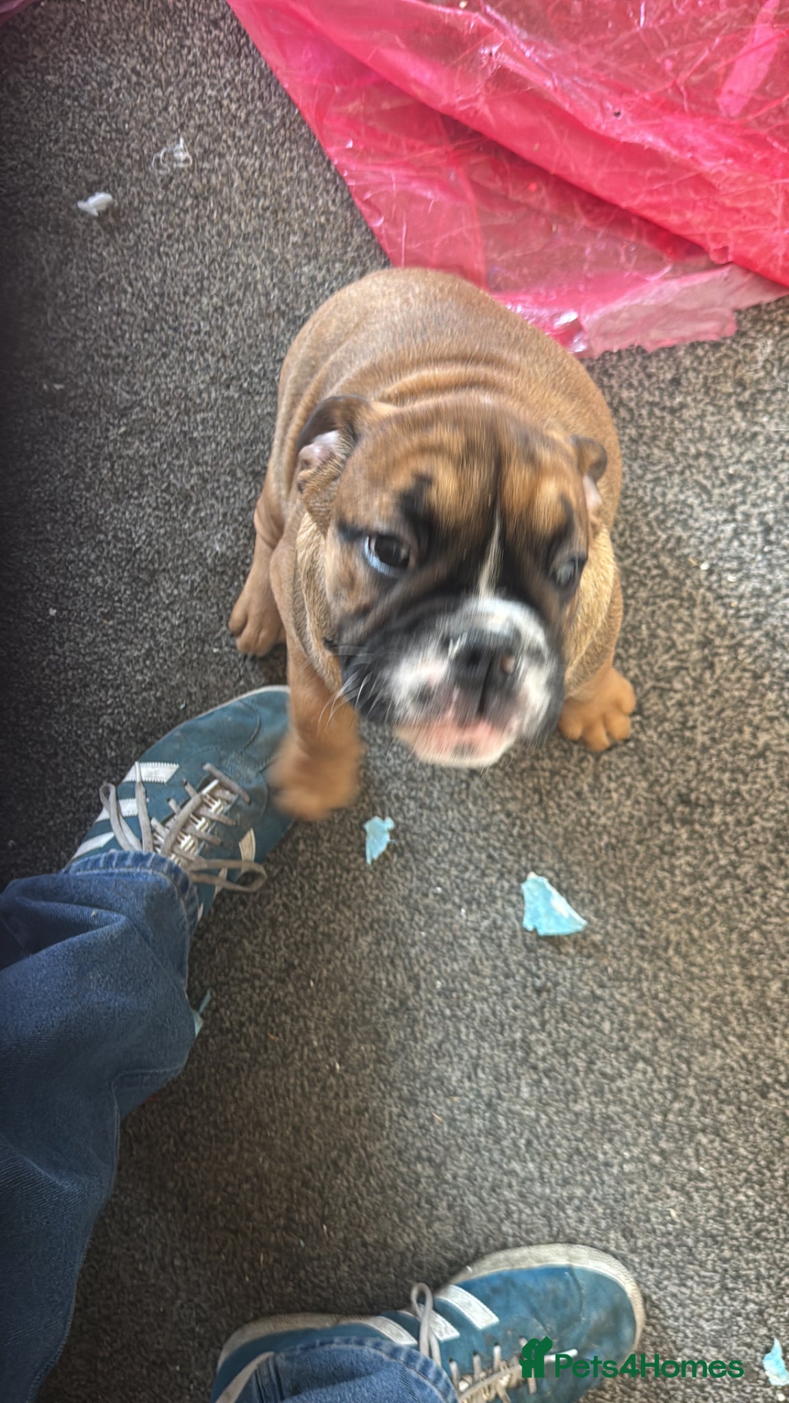 English Bulldog dogs New England Bulldogs - Advert 5