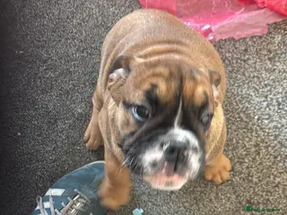 English Bulldog dogs New England Bulldogs - Advert 5