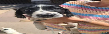 Sprollie 2