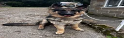 German Shepherd dogs for stud: Our beautiful German Shepard available to stud.  in Richmond - Advert 9