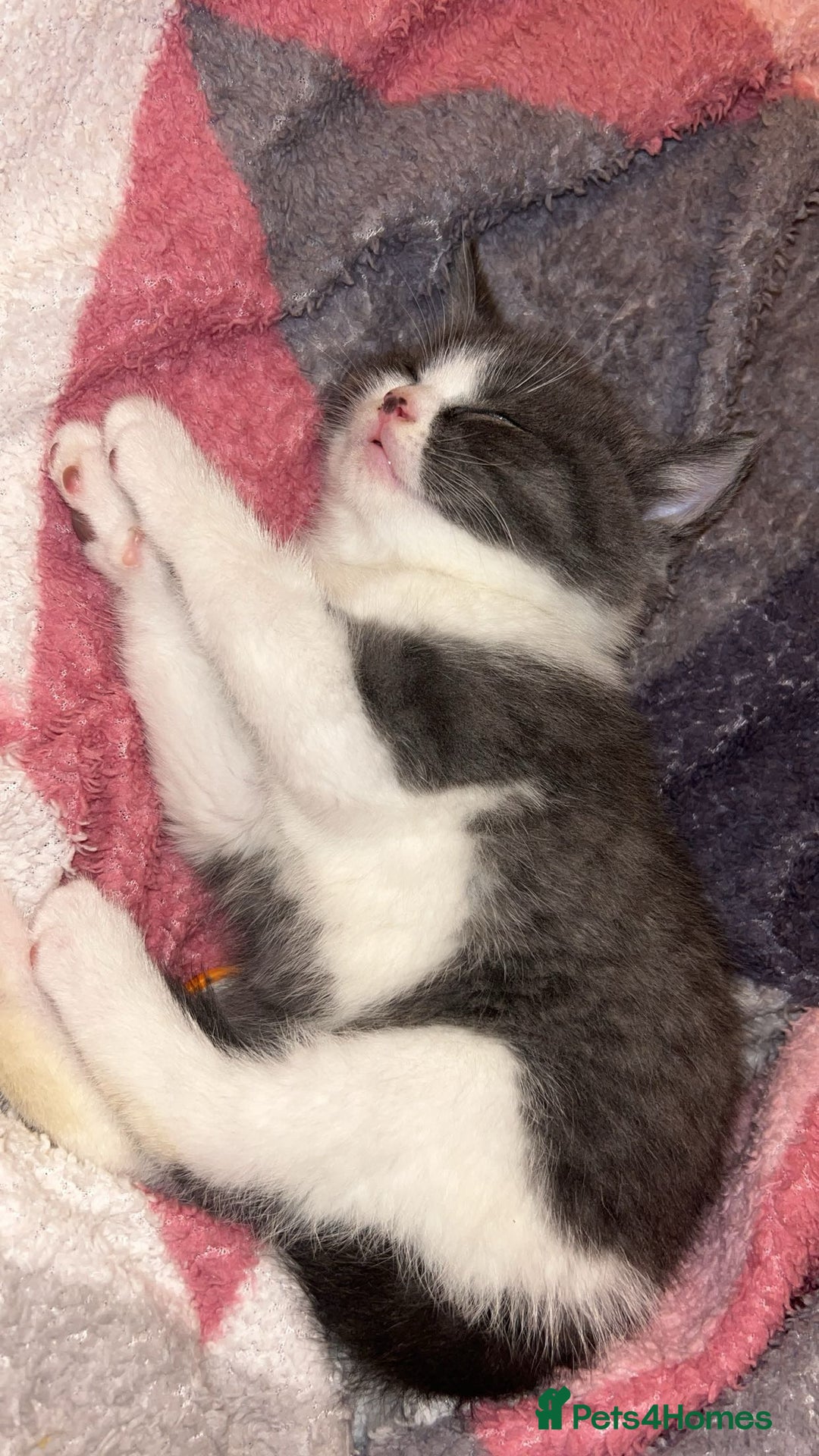 British Shorthair cats for sale: British shorthair kitten  - Advert 4