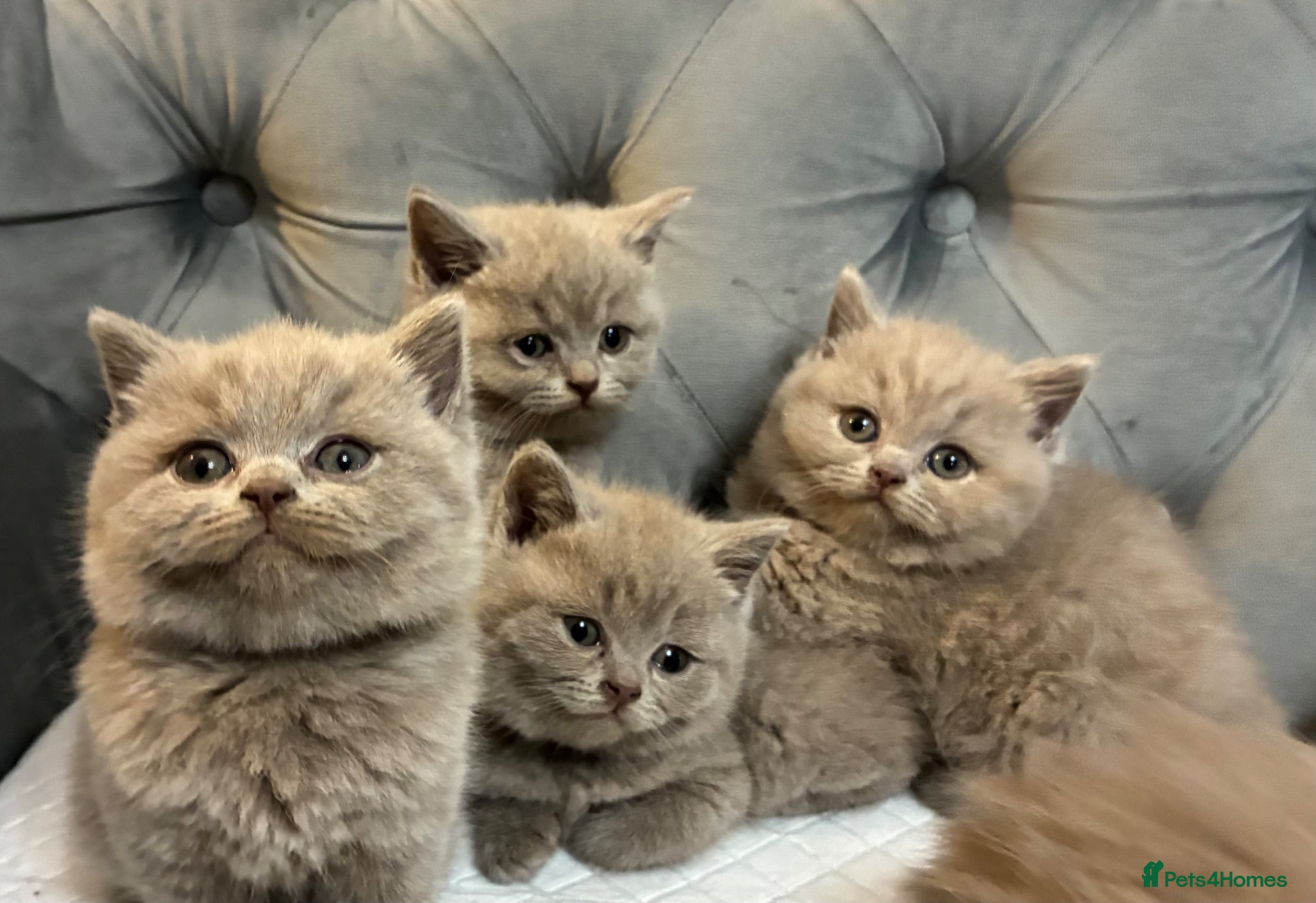 British Shorthair cats BRITISH SHORTHAIR 🩶 LILAC KITTENS - READY SOON  - Advert 1