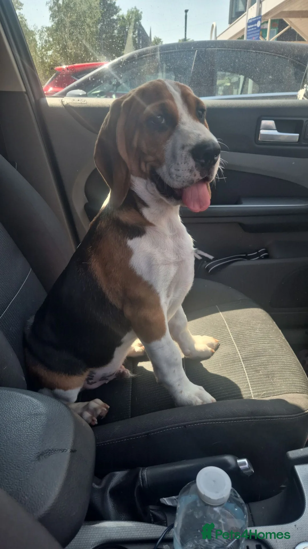 Beagle dogs for sale: Beautiful boy beagle - Advert 6