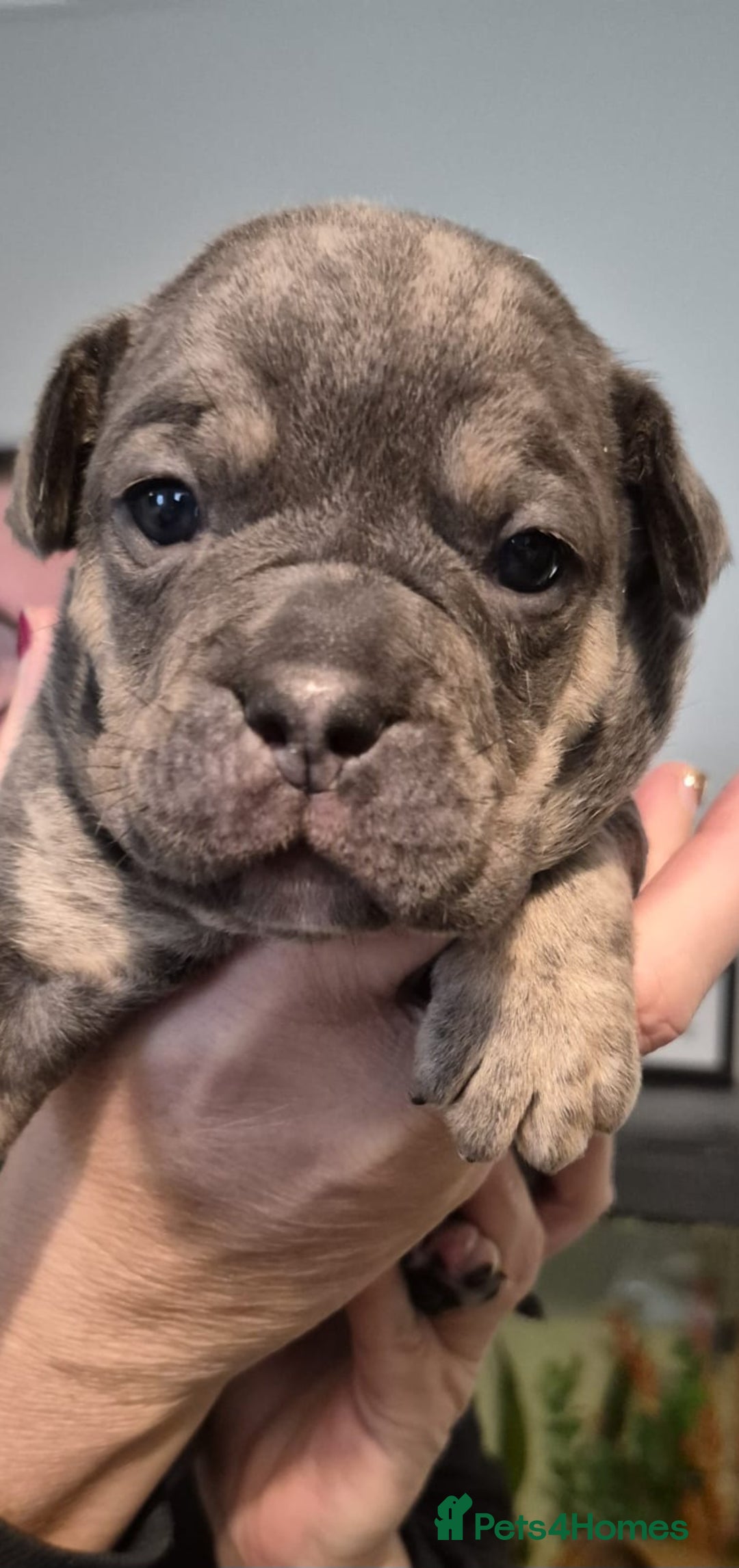 Olde English Bulldogge dogs for sale: Olde English bulldogge puppys - Advert 25