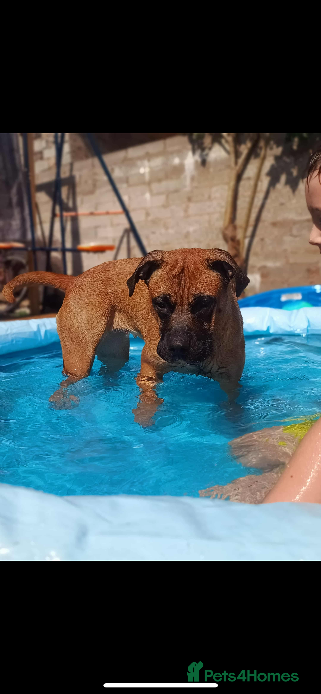 Mixed Breed dogs for sale: Mix American staffs  - Advert 6