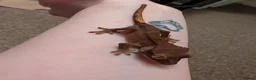 Gecko reptiles for sale: 5 Month old Crested gecko - Advert 5
