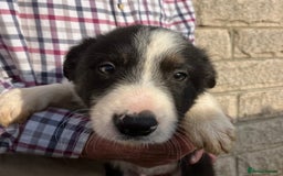 Border Collie dogs for sale: Pure border collies ready now  - Image 31