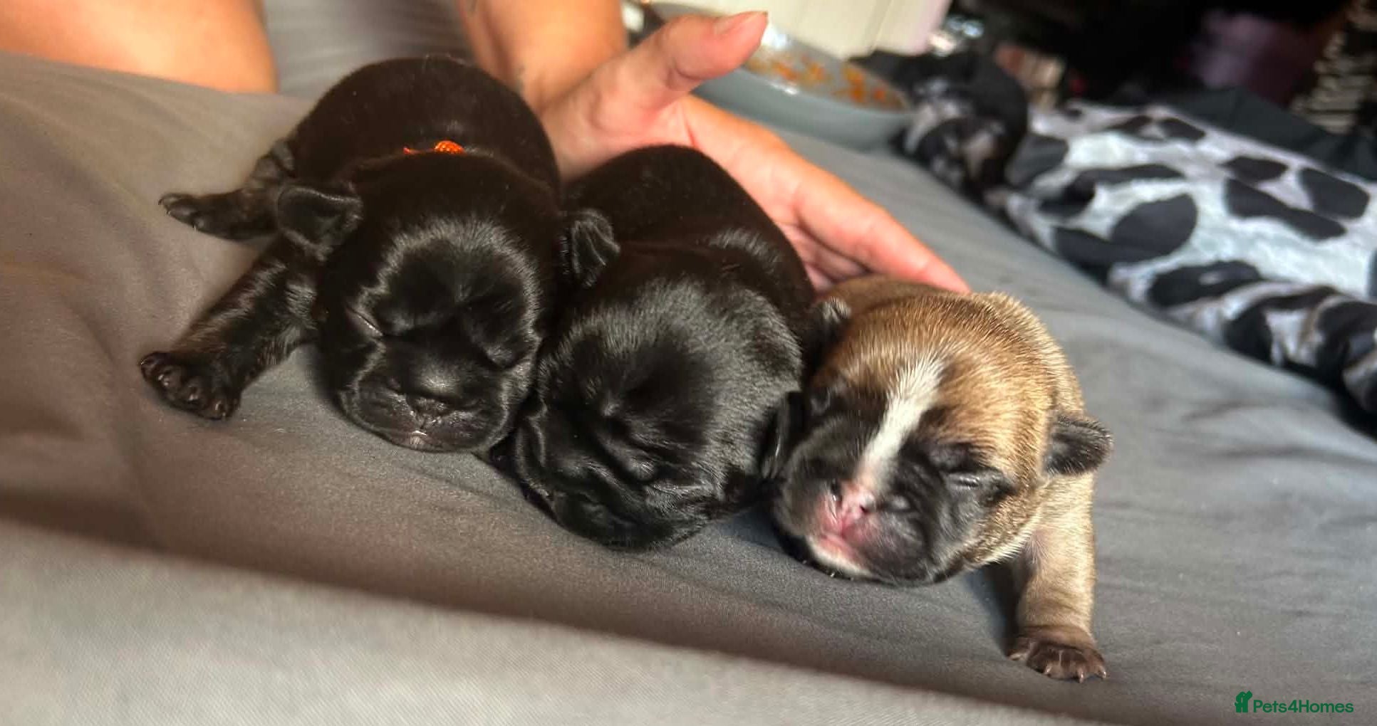 French Bulldog dogs Pedigree French bulldog puppies.  - Advert 2