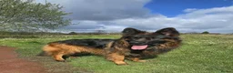 German Shepherd dogs for sale: 2 healthy straight back KC registered male GSP's  - Advert 16