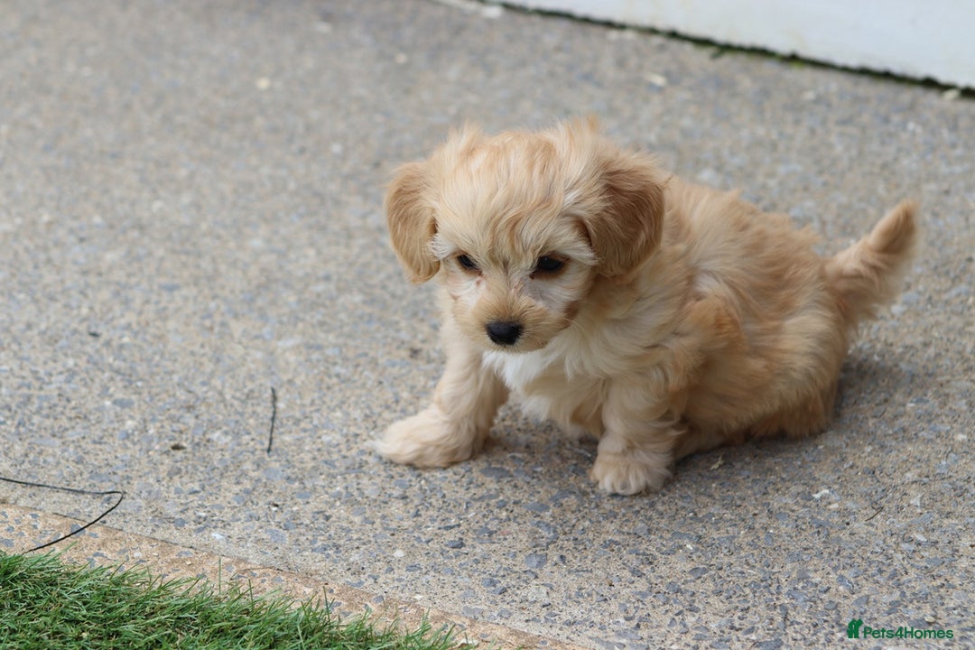 Cavapoochon dogs for sale: Beautiful Cavapoochon boy for sale - Image 17