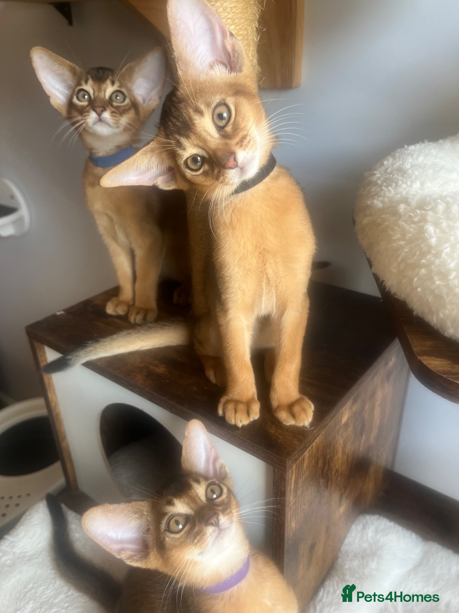 Abyssinian cats Adorable Abyssinian kittens - Advert 2