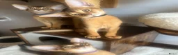 Abyssinian cats for sale: Adorable Abyssinian kittens - Advert 5