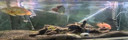 Other/Mixed Breed fish for sale: Mixture of fish for sale - Advert 8