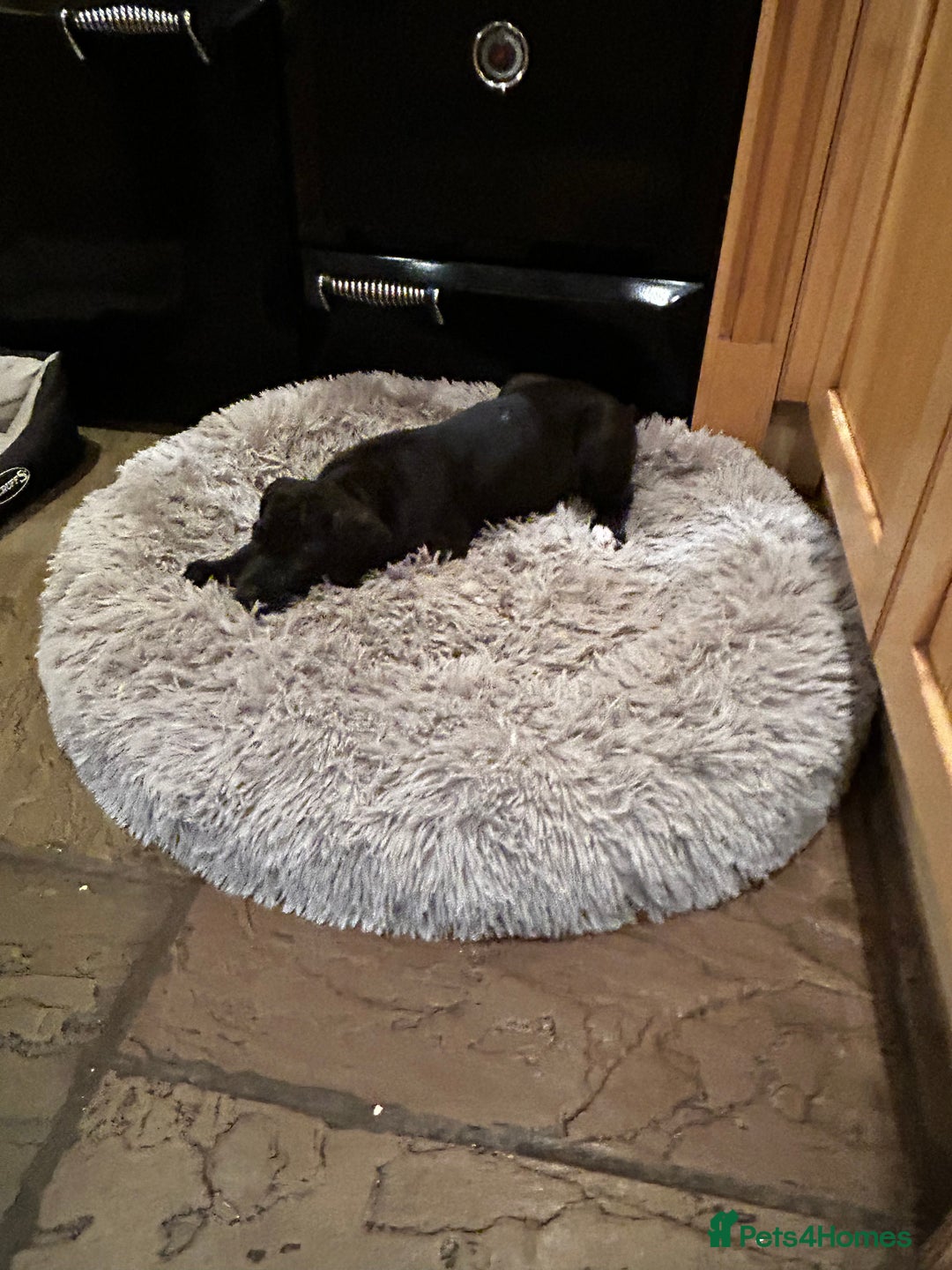 Great Dane dogs for sale: READY NOW… 3 BLACK GIRLS AVAILABLE  - Advert 3