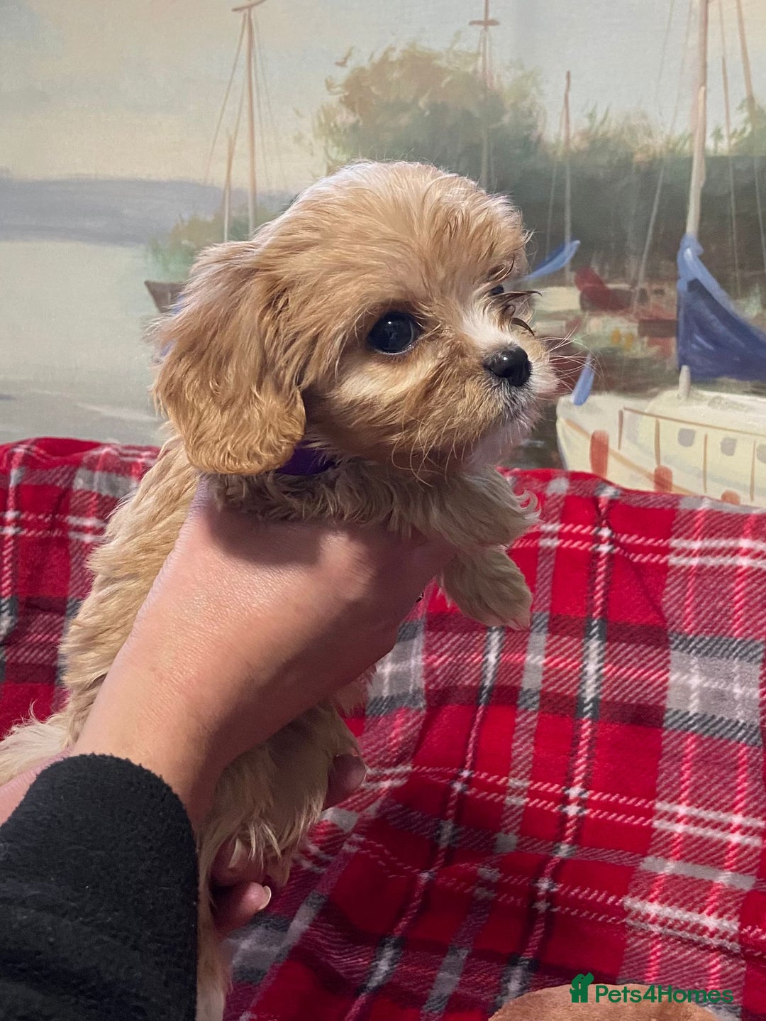 Cavachon dogs for sale: 6 beautiful cavachon puppies for sale - Advert 9